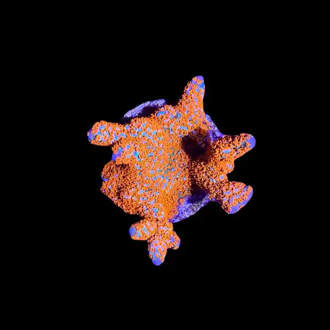 Forest Fire Digitata Coral - SAQ Coral Farm