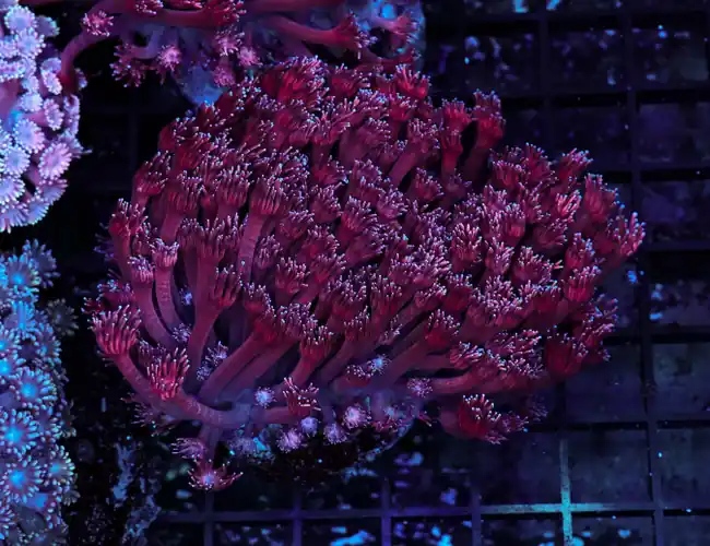 Purple Goniopora Colony WYSIWYG - SAQ Coral Farm