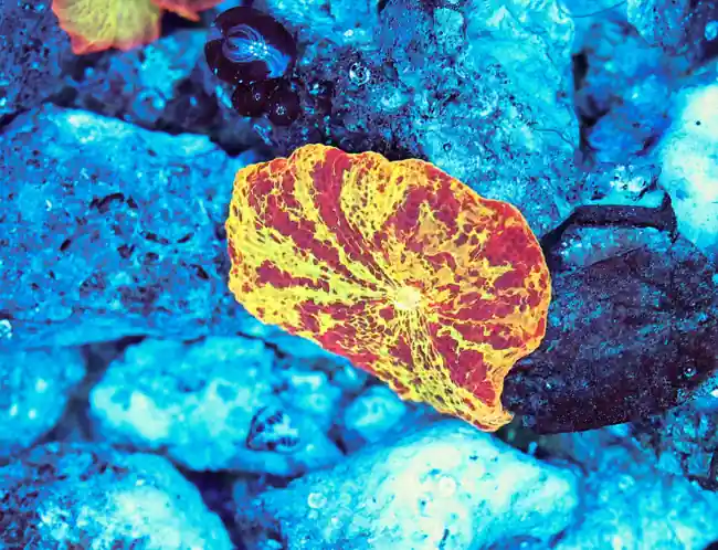 Jawbreaker Swirl Mushroom WYSIWYG - SAQ Coral Farm