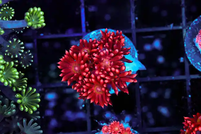 Red Goniopora WYSIWYG - SAQ Coral Farm