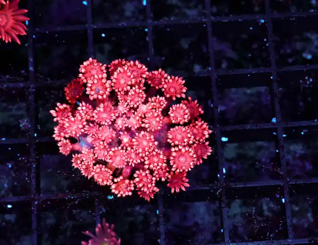 Red Goniopora WYSIWYG - SAQ Coral Farm