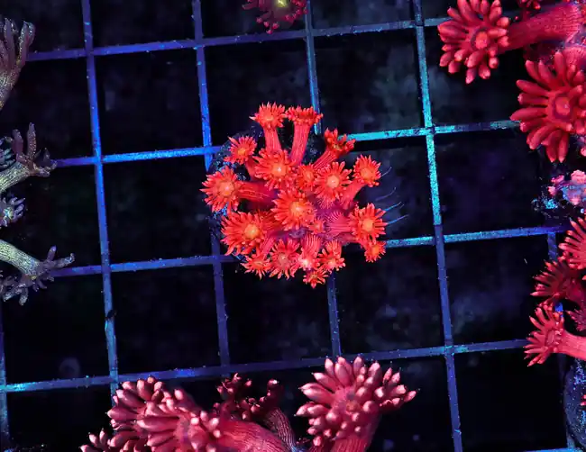 Red Goniopora WYSIWYG - SAQ Coral Farm