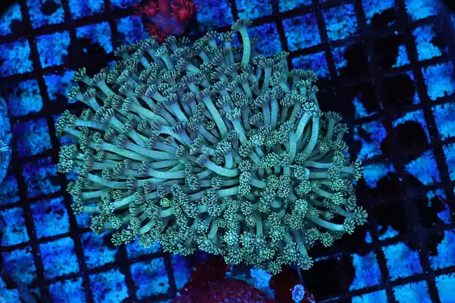 Teal Goniopora Coral Colony WYSIWYG - SAQ Coral Farm