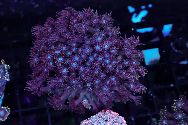 Purple Goniopora Coral Colony WYSIWYG - SAQ Coral Farm