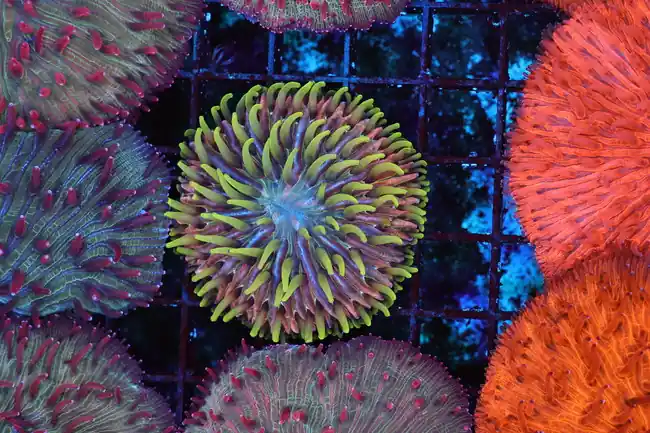 Jungle Monster Fungia Plate Coral WYSIWYG - SAQ Coral Farm