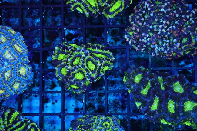 Green Acan Coral WYSIWYG - SAQ Coral Farm