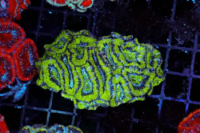 Green Acan Coral Colony WYSIWYG - SAQ Coral Farm