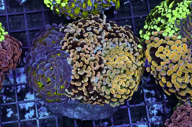 Hammer Garden Colony WYSIWYG - SAQ Coral Farm