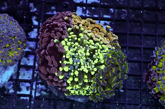 Hammer Garden Colony WYSIWYG - SAQ Coral Farm