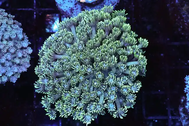 Teal Goniopora Coral WYSIWYG - SAQ Coral Farm