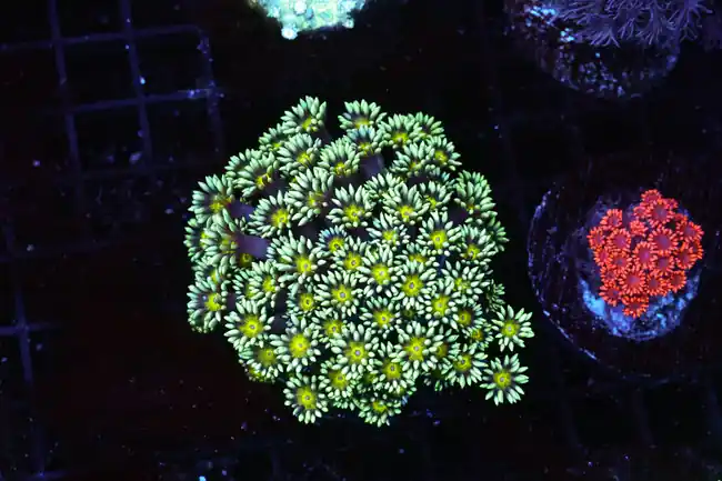 Green Hornet Goniopora Coral WYSIWYG - SAQ Coral Farm