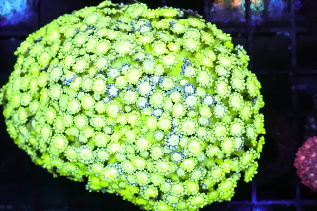 Green Goniopora Coral Colony WYSIWYG - SAQ Coral Farm