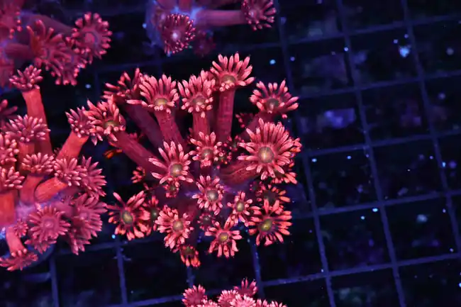 Red Aussie Goniopora Coral WYSIWYG - SAQ Coral Farm