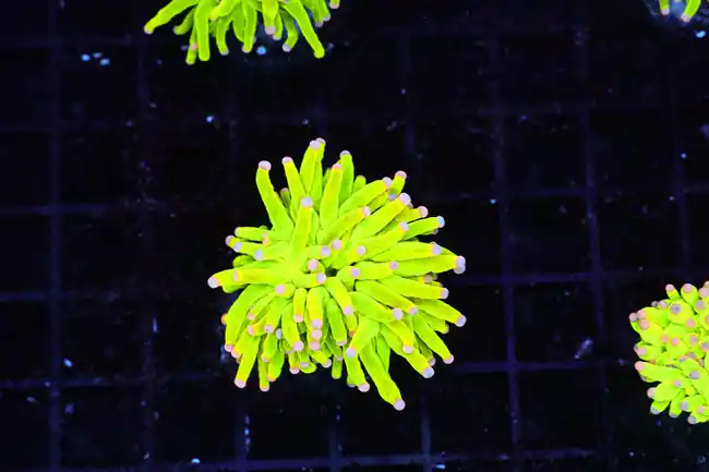 Holy Grail Torch WYSIWYG - SAQ Coral Farm