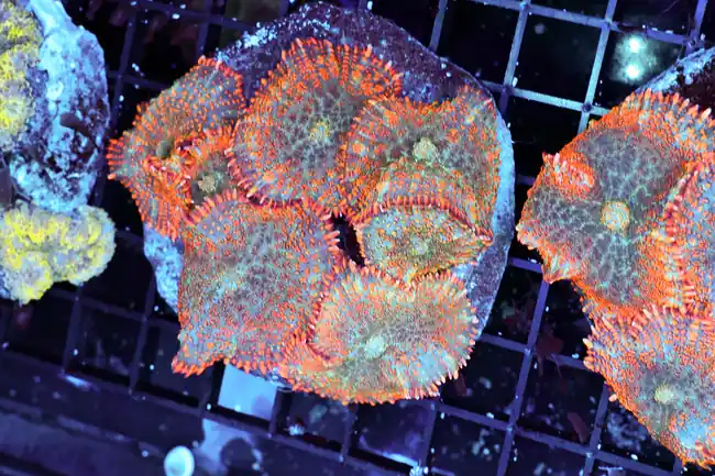 Orange Rhodactis Mushroom Colony WYSIWYG - SAQ Coral Farm