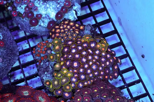 Zoanthid Combo Rock Colony WYSIWYG - SAQ Coral Farm