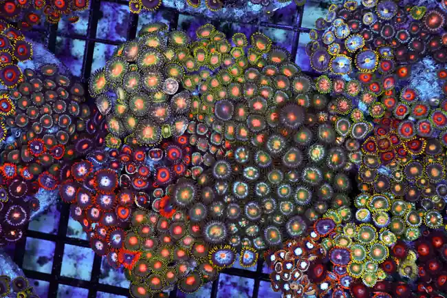 Zoanthid Combo Rock Colony WYSIWYG - SAQ Coral Farm