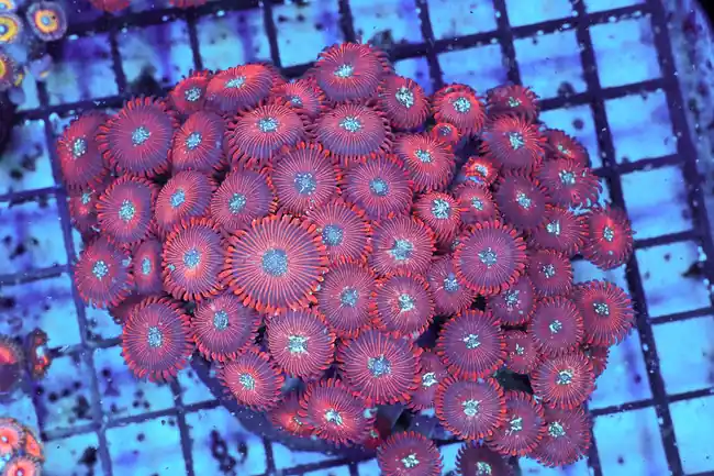 Red Zoanthid Colony WYSIWYG - SAQ Coral Farm