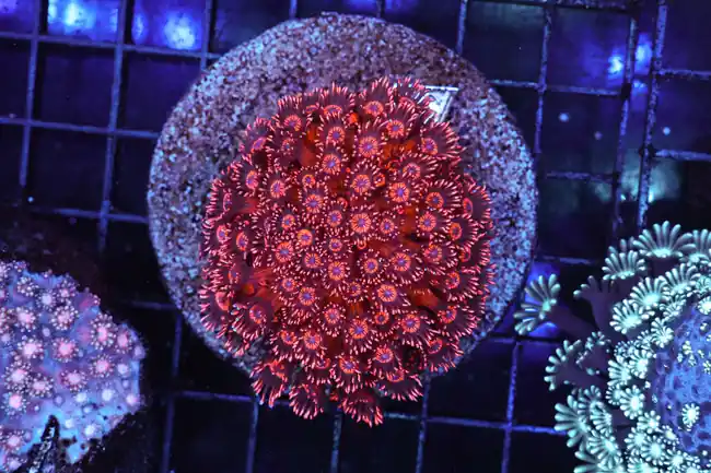 Red Goniopora Colony WYSIWYG - SAQ Coral Farm