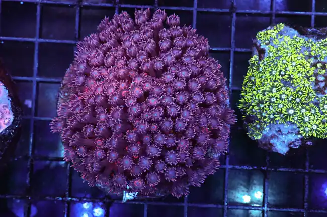 Purple Goniopora Colony WYSIWYG - SAQ Coral Farm