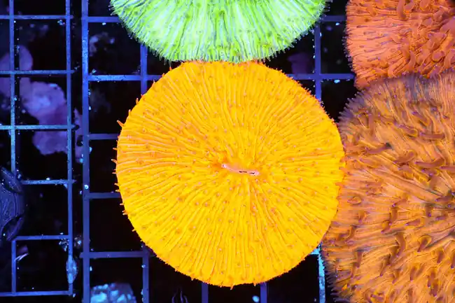 Tangerine Fungia Plate WYSIWYG - SAQ Coral Farm