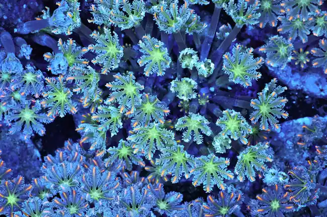 Neon Green Clove Colony WYSIWYG - SAQ Coral Farm