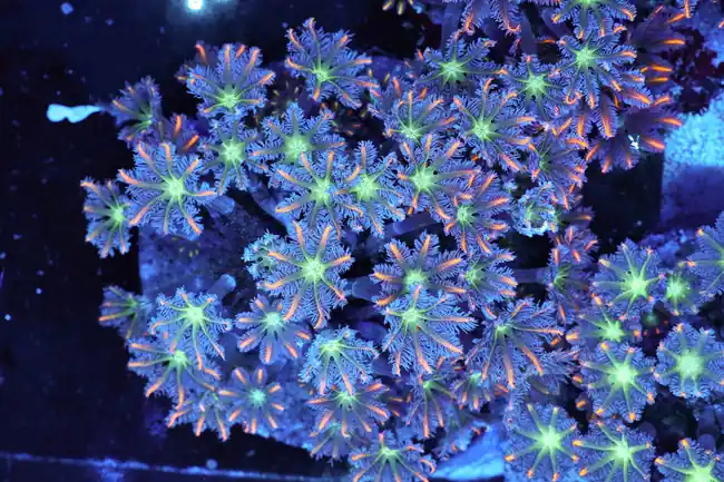 Firework Clove Colony WYSIWYG - SAQ Coral Farm