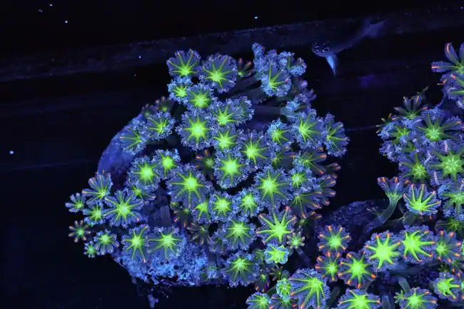 Neon Green Clove Colony WYSIWYG - SAQ Coral Farm