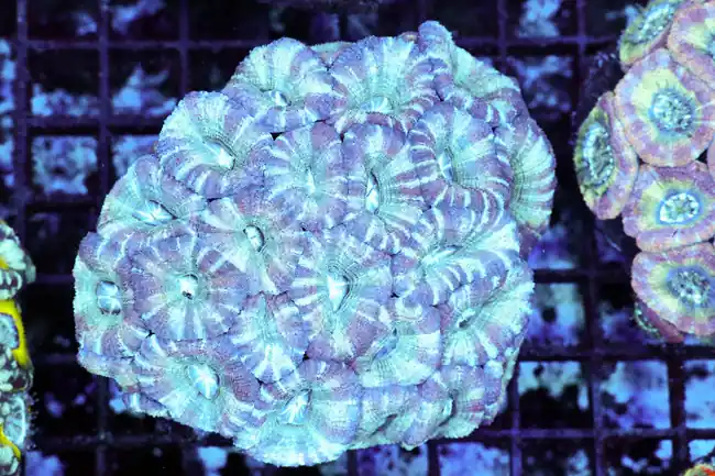 Blue Ice Asian Acan Colony WYSIWYG - SAQ Coral Farm