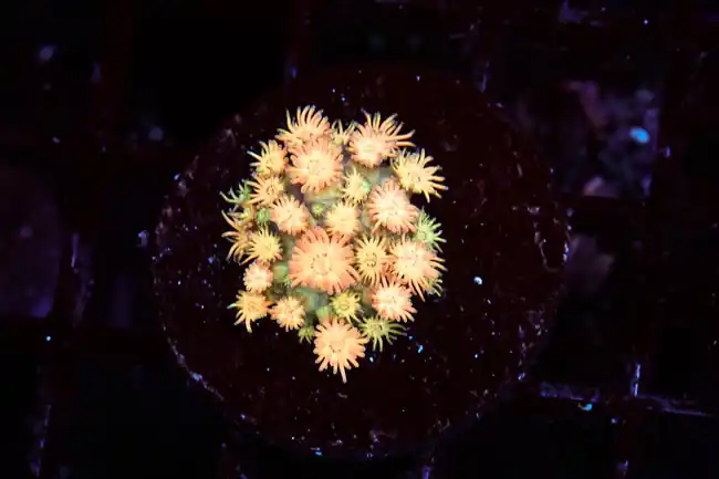 Bright Firecracker Goniopora WYSIWYG - SAQ Coral Farm