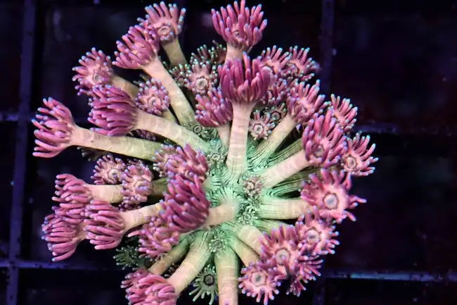 Key Lime Goniopora WYSIWYG - SAQ Coral Farm
