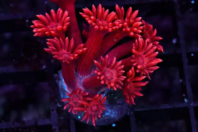 Red Aussie Goniopora WYSIWYG - SAQ Coral Farm