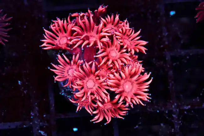 Red Aussie Goniopora WYSIWYG - SAQ Coral Farm