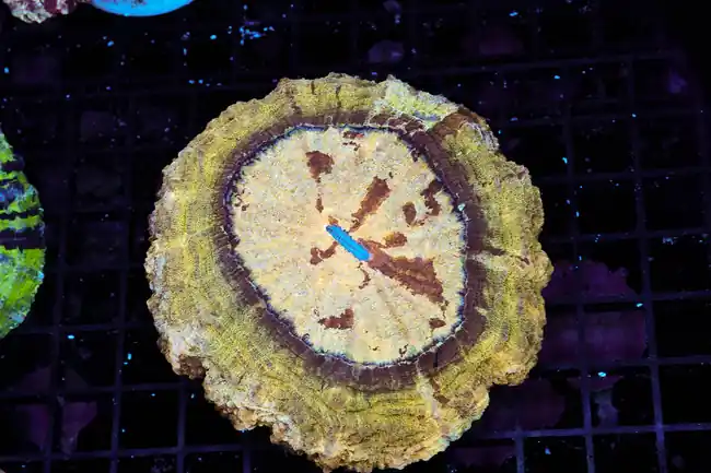 Desert Storm Aanthophyllia WYSIWYG - SAQ Coral Farm