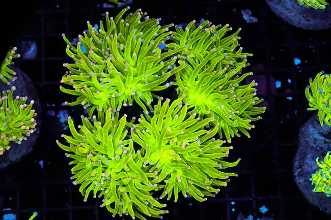 LG Holy Grail Torch Colony 6+ Heads WYSIWYG - SAQ Coral Farm