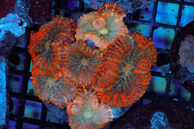 Orange Rhodactis Mushroom Colony WYSIWYG - SAQ Coral Farm