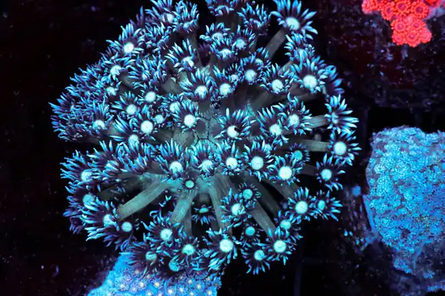 Blue Goniopora Colony WYSIWYG - SAQ Coral Farm