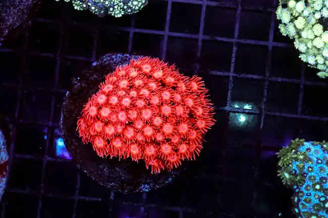 Vibrant Red Goniopora Colony WYSIWYG - SAQ Coral Farm