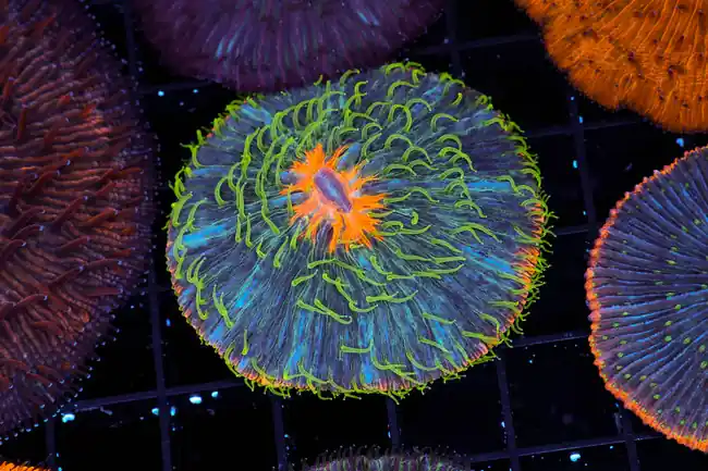 Tropical Fruit Fungia Plate Coral WYSIWYG - SAQ Coral Farm