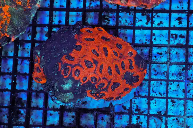 Void Encrusting Favia WYSIWYG - SAQ Coral Farm