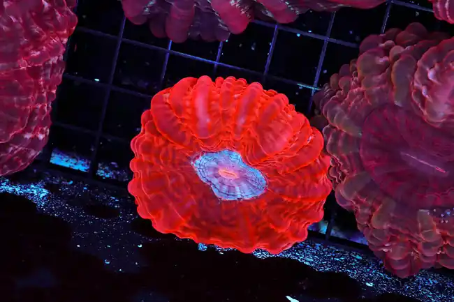 Magenta Cynarina WYSIWYG - SAQ Coral Farm