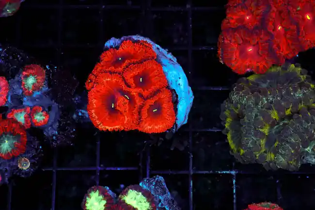 Dark Red Blastomussa WYSIWYG - SAQ Coral Farm