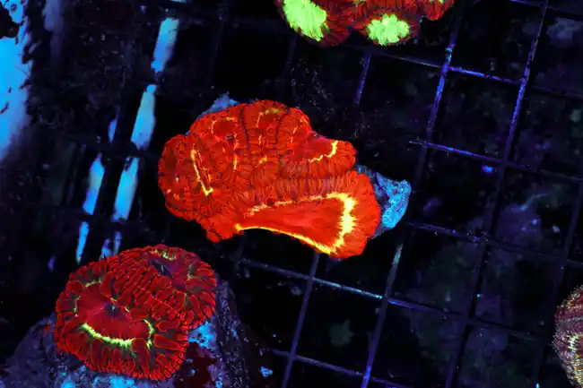 Gold Flake Blastomussa WYSIWYG - SAQ Coral Farm