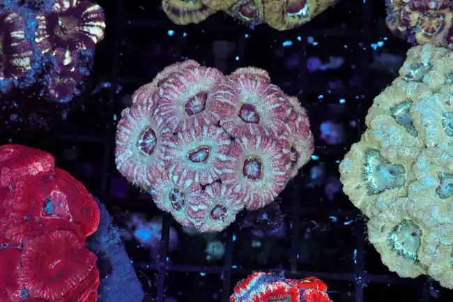 Blue Lagoon Asian Acan WYSIWYG - SAQ Coral Farm