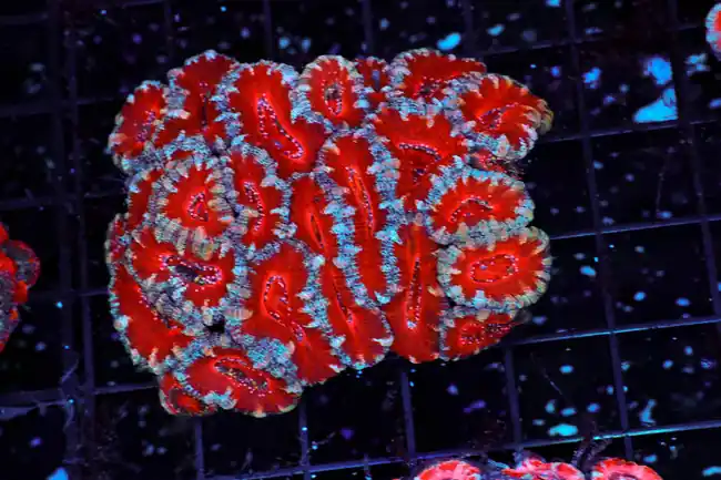 Red Acan Colony WYSIWYG - SAQ Coral Farm
