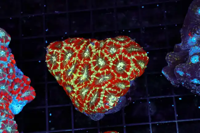 Red Martian Acan Colony WYSIWYG - SAQ Coral Farm