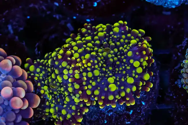 Shrek Green Yuma Mushroom WYSIWYG - SAQ Coral Farm