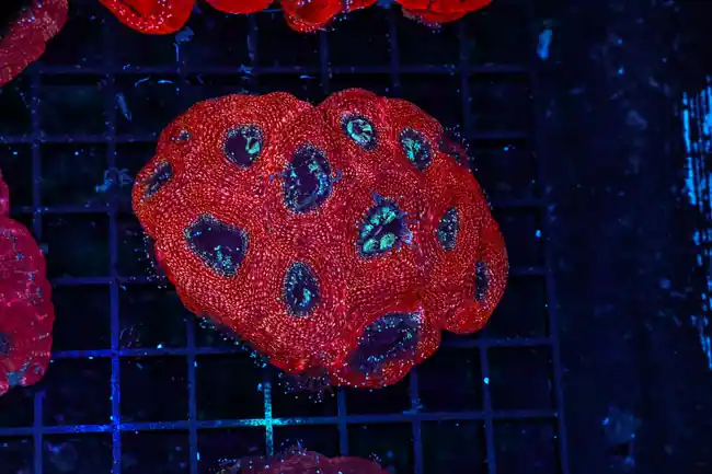 Red Bowerbanki Colony WYSIWYG - SAQ Coral Farm