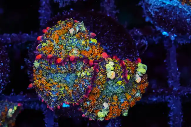 Aquacultured Bounce Mushroom Colony WYSIWYG - SAQ Coral Farm