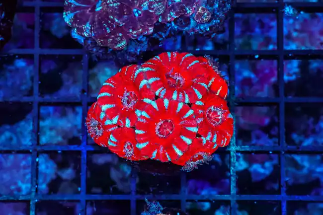 Cherry Blossom Asian Acan WYSIWYG - SAQ Coral Farm